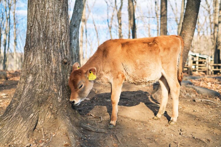放牧中のジャージー牛。