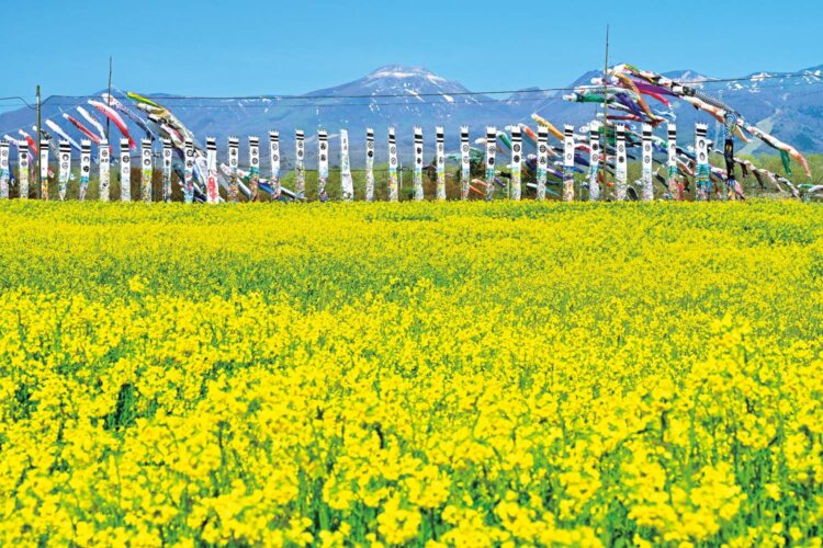 鯉のぼりのはためく音や花の香りも。五感を働かせて観賞しよう（写真＝PIXTA）。