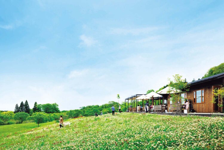 5月中旬は純白のレースのようなオルレアが丘一面を彩る。