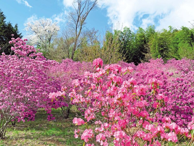 4月中～下旬はツツジと新緑の共演がきれい。