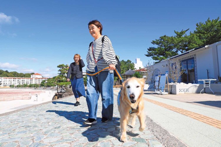 愛犬と散歩できるようになった白良浜内の遊歩道。