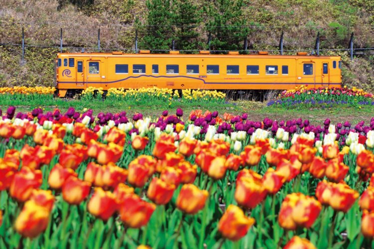 エゾカンゾウの花をイメージした山吹色の「春」カラー（写真＝道南いさりび鉄道）。
