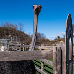 埼玉県美里町内をくまなく巡り、美しい里の素顔に触れる【徒然リトルジャーニー】