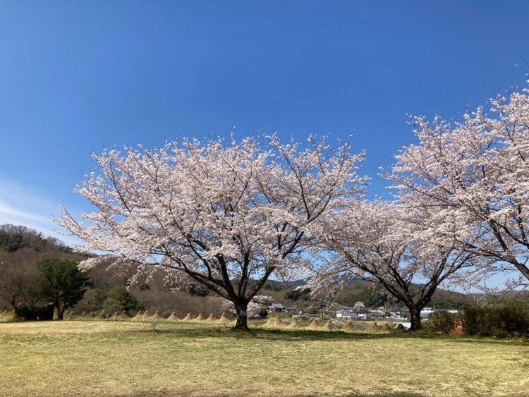 春の堂前山。ソメイヨシノの奥には盆祭り行事で火を焚く塚が見える（写真提供＝美里町）。