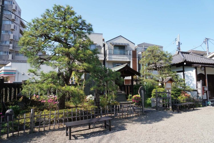 御行の松