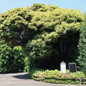 【大江戸散歩コース】千住大橋・谷中・西日暮里～隅田川最古の千住大橋から風流な行楽地へ～