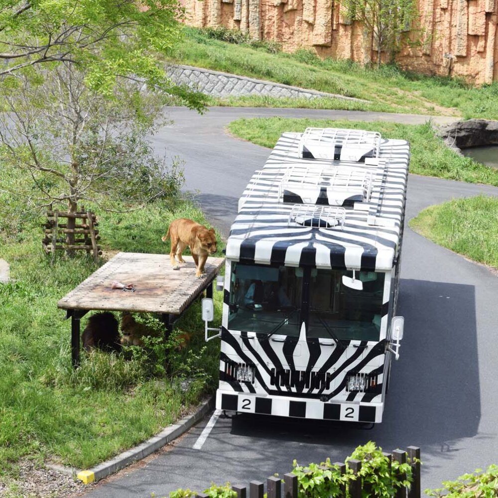 日野市・多摩動物公園のライオンバス～ライオン園を走る世界初のバス【いとしい乗り物／スズキナオ】