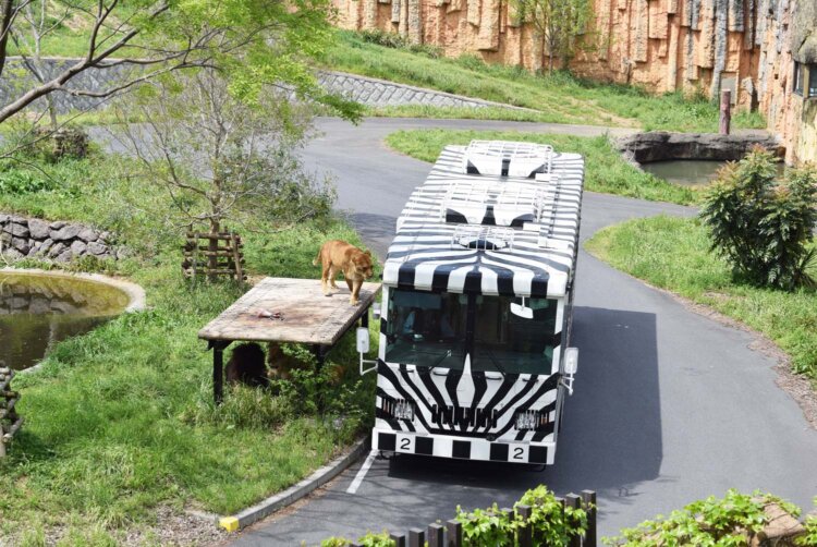 日野市・多摩動物公園のライオンバス～ライオン園を走る世界初のバス【いとしい乗り物／スズキナオ】