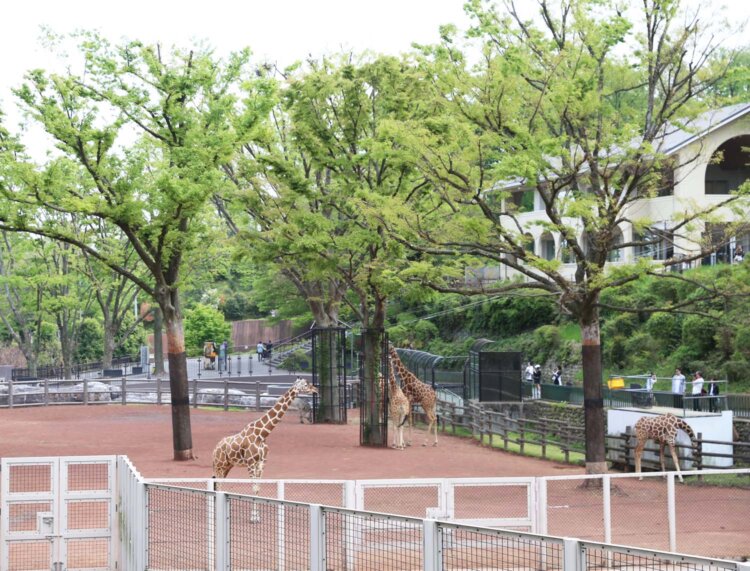 敷地内に多くのキリンが暮らすサバンナエリア。