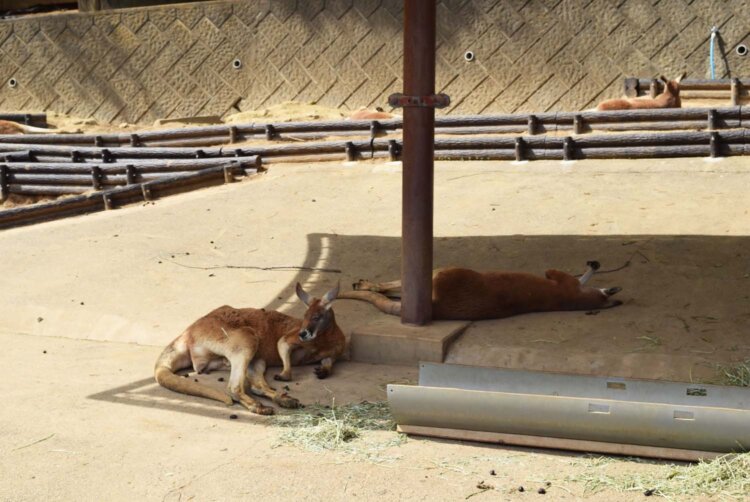 日陰に寝転ぶカンガルーたち。