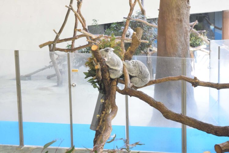 くっつくようにして眠る2匹のコアラが可愛い。