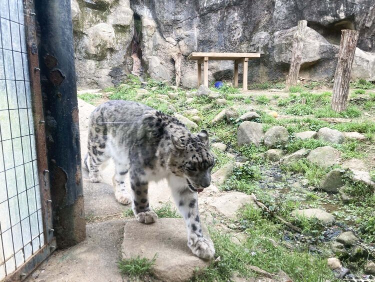 窓のすぐ近くまで来た「ユキヒョウ」。