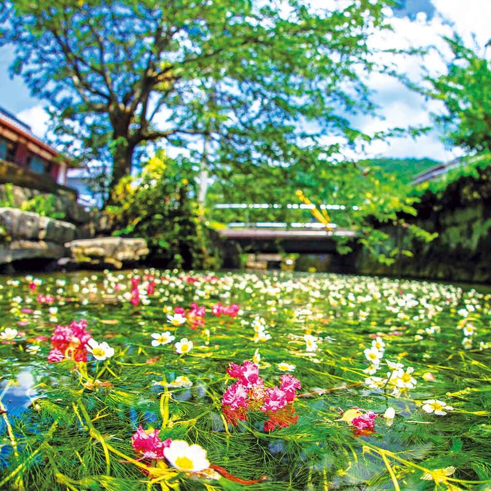 【中山道を歩く】醒井（さめがい）宿｜可憐な花が咲く名水と重厚な名建築を訪ねる