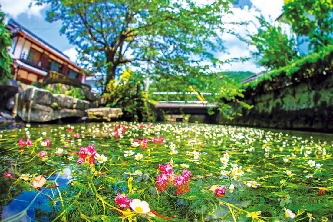 【中山道を歩く】醒井（さめがい）宿｜可憐な花が咲く名水と重厚な名建築を訪ねる