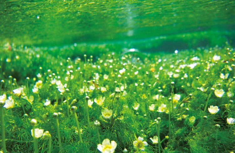 8月の最盛期はライトアップも実施。形が梅の花に似ていることから梅花藻と名づけられた。