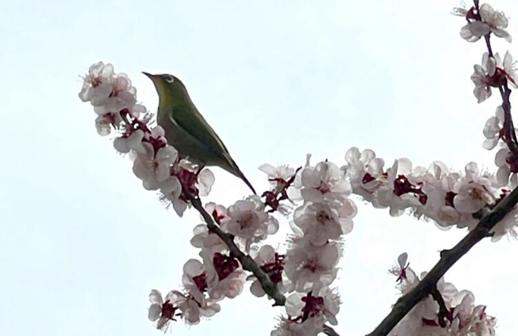 梅の花とメジロちゃん。