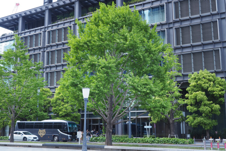 樹高は20〜30m。