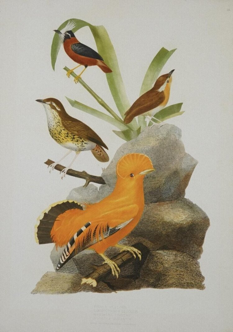 Ornithologie Brésilienne, ou, Histoire des oiseaux du Brésil : remarquables par leur plumage, leur chant ou leurs habitudes, Jean-Theodore Descourtilz, Thomas Reeves, 1852-56。