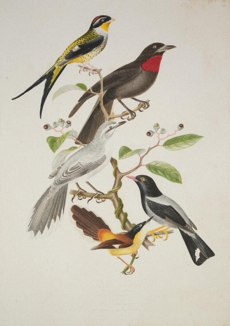 Ornithologie Brésilienne, ou, Histoire des oiseaux du Brésil : remarquables par leur plumage, leur chant ou leurs habitudes, Jean-Theodore Descourtilz, Thomas Reeves, 1852-56。