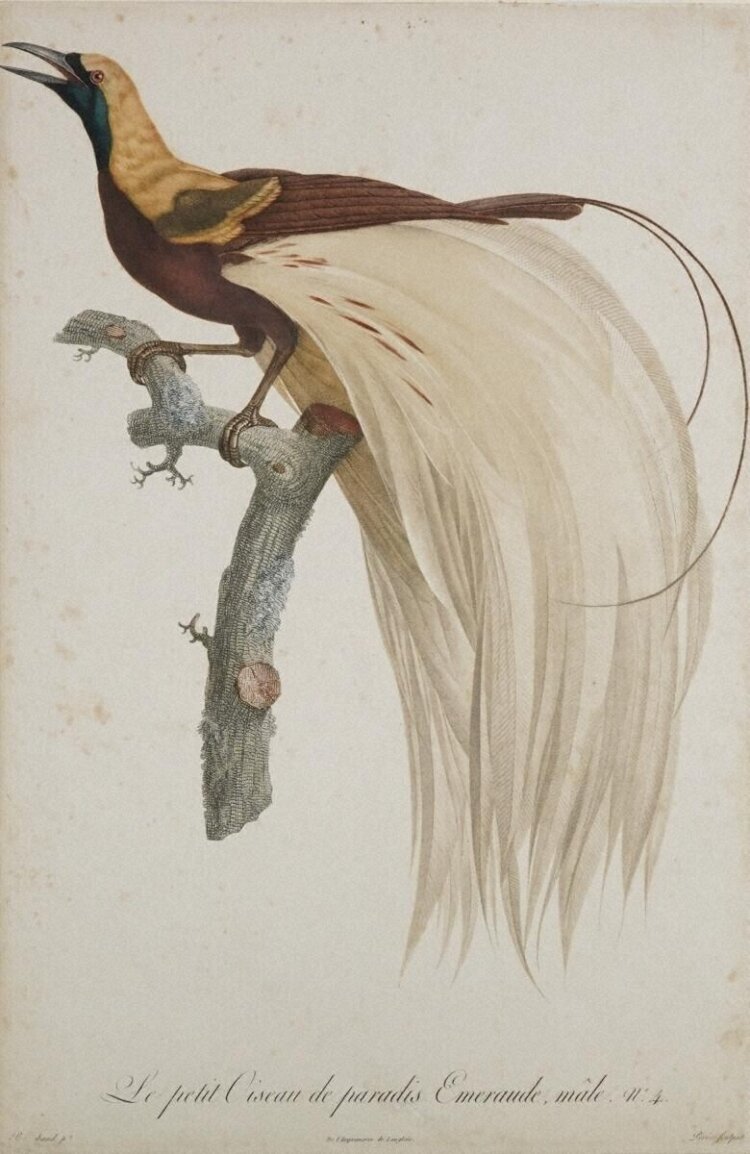 ルヴァイアンのフウチョウ：Histoire naturelle des oiseaux de paradis et des rolliers : suivie de celle des toucans et des barbus, François Le Vaillant, Denné le jeune / Perlet, 1801-06。