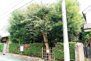 太宰治ゆかりの百日紅