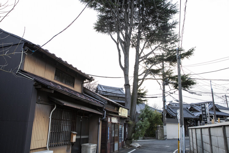 一時は伐採の危機に瀕していたヒマラヤスギ。