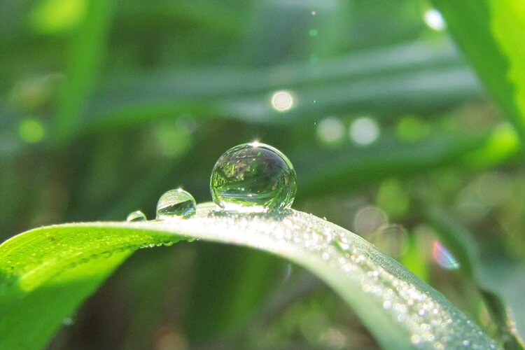葉に付いたしずくは雨の時にだけ見られる小さな絶景（画像＝写真AC）。