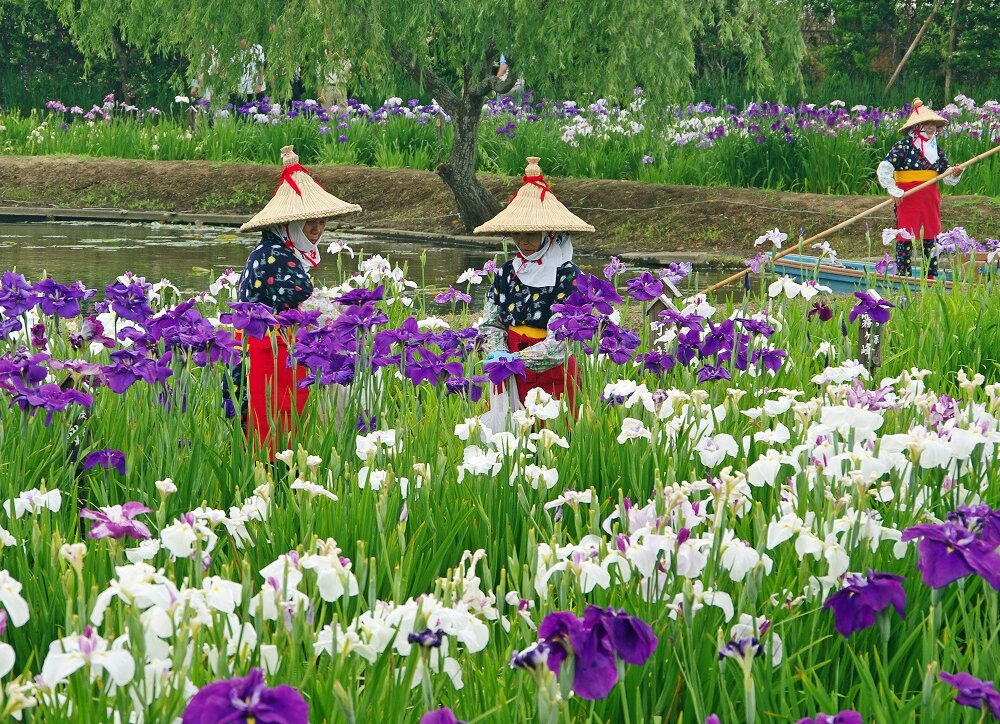 色とりどりのハナショウブが咲き誇る初夏の風物詩！「水郷佐原あやめ祭り」が香取市の水郷佐原あやめパークで5月23日～6月21日に開催