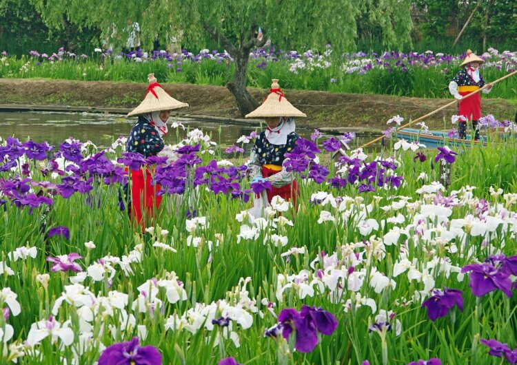 色とりどりのハナショウブが咲き誇る初夏の風物詩！「水郷佐原あやめ祭り」が香取市の水郷佐原あやめパークで5月23日～6月21日に開催