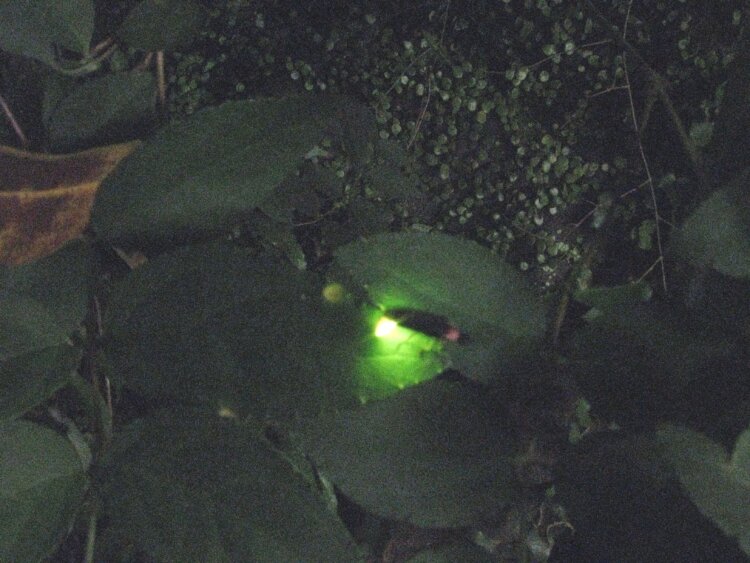 幻想的なホタルの光を観賞しよう！「ほたるの宴」が湯河原町の万葉公園で5月29日～6月7日に開催