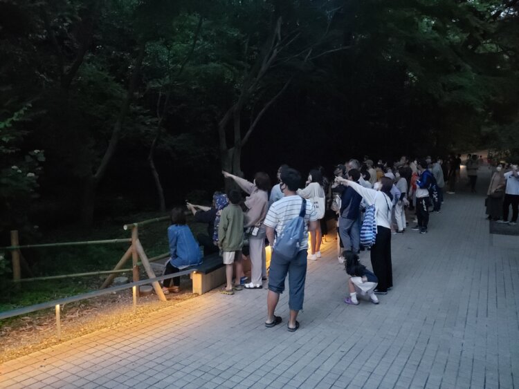 淡い光を放ちながら飛び交うホタルの姿を現地で楽しもう。