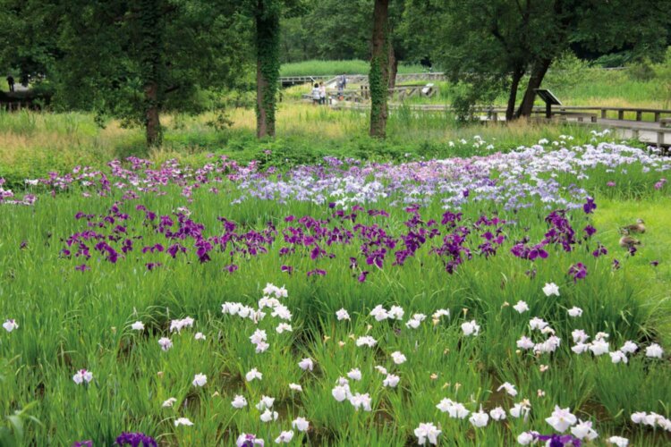 神代植物公園 水生植物園