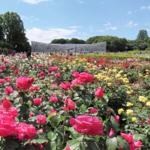 【多摩散歩コース】調布市～名物は花と古刹と鬼太郎～