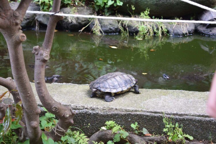 子どもたちの人気者になっていた亀。