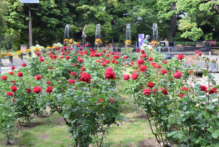 バラがたくさん咲いていて色鮮やかだった。