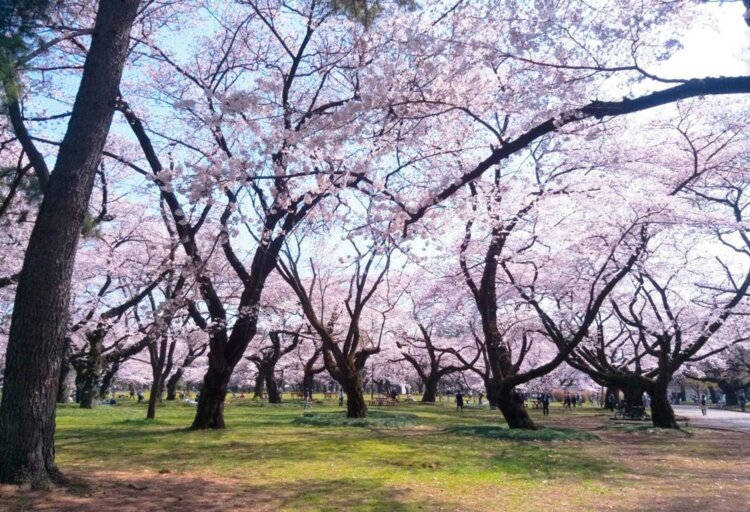 小金井公園