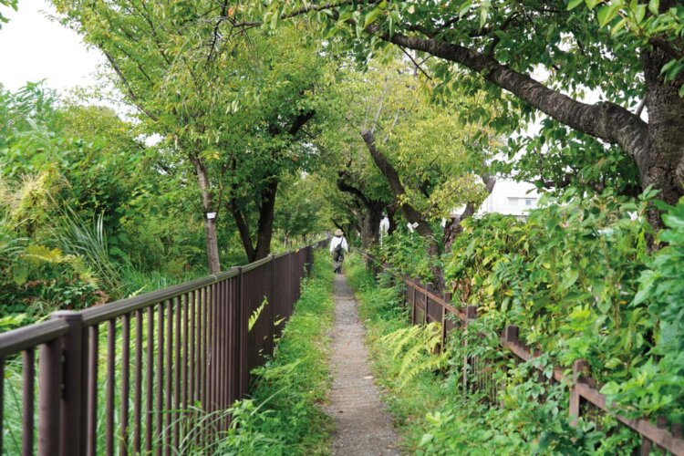 玉川上水