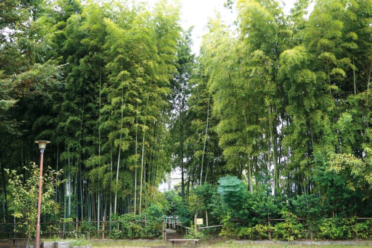 たけのこ公園
