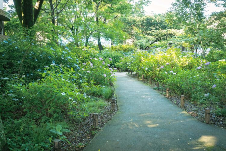 あじさい公園
