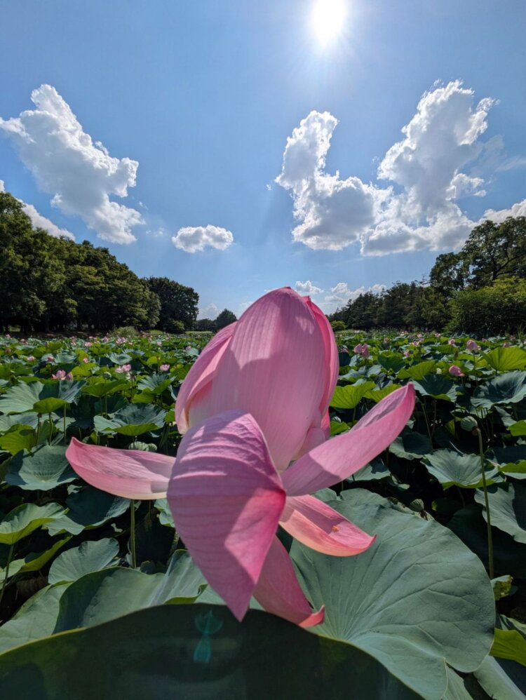 水元公園　こんとんさん