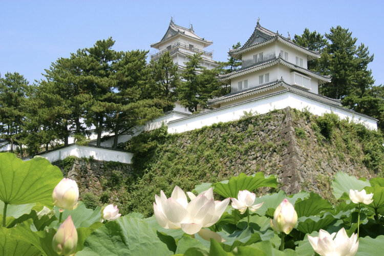 壮麗な白亜の天守をハスが彩る島原城。●島原駅から徒歩11分（写真提供＝長崎県観光連盟）。