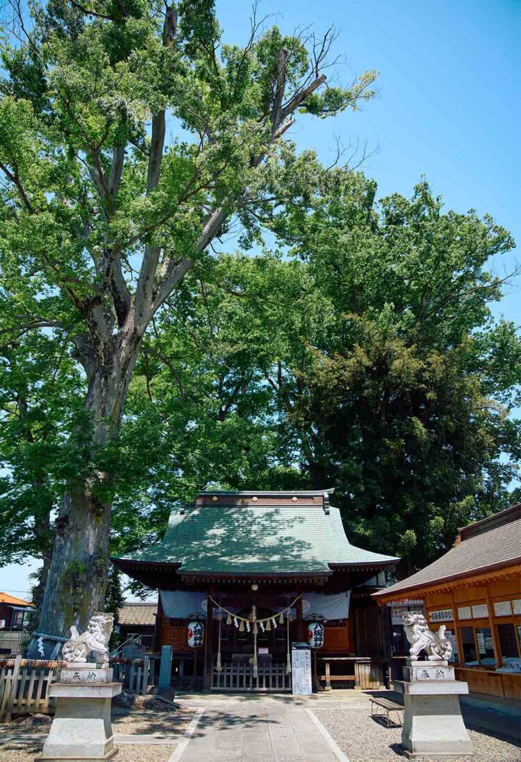 拝殿横には御神木のケヤキ。