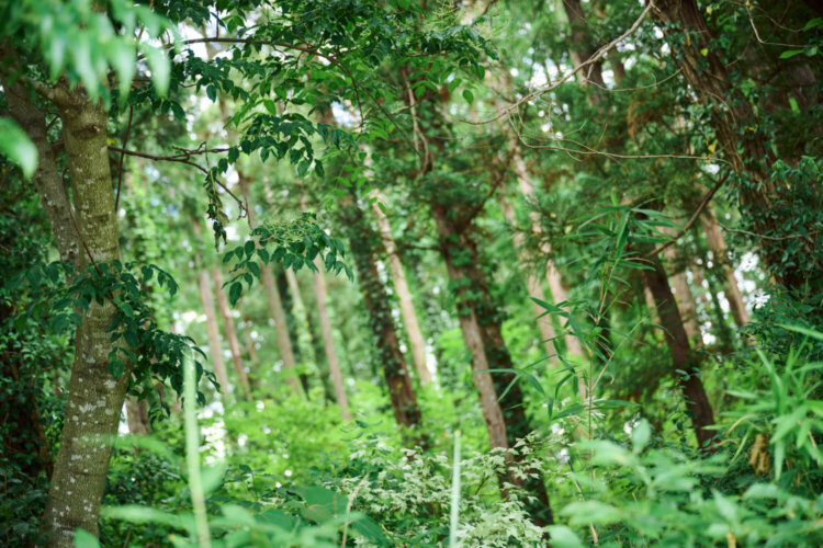人工的な杉林も間伐など人が適度に手を加えることで、ドングリなどから芽吹いた落葉広葉樹も育つ自然な森に。サンショウやタラの木も！