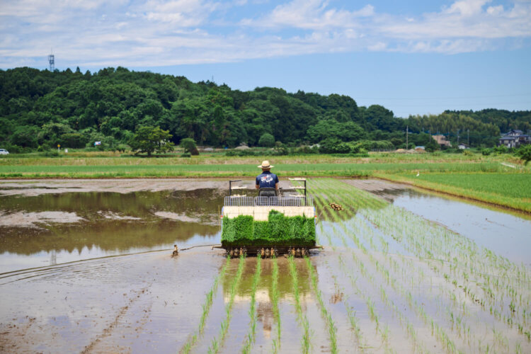 店舗の近くにある「亀の尾」を育てる田んぼ。農業部では、無施肥無農薬で米や野菜を育て、自分たちのお店の料理や販売に使ったり、茨城県大洗町の『月の井酒造店』で日本酒も造ってもらったりしている。