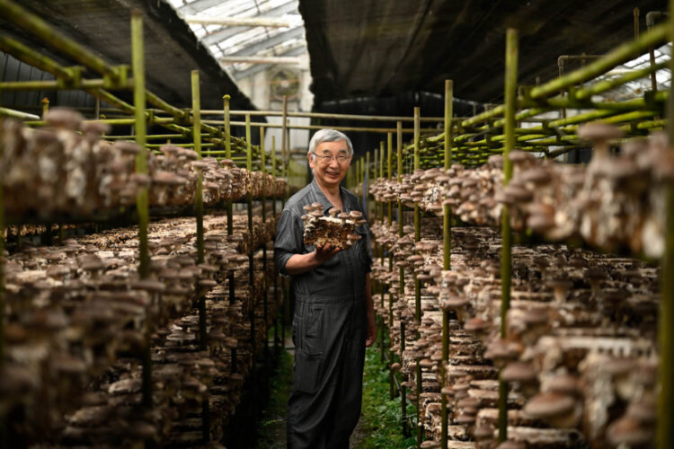 『入江農園』のシイタケは現在、茂之さんと匠さんの妻が栽培を担当。