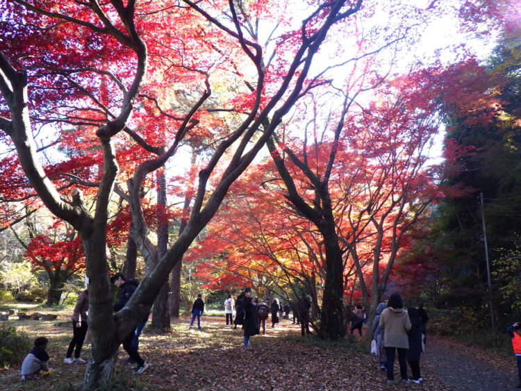 東京大学大学院田無演習林