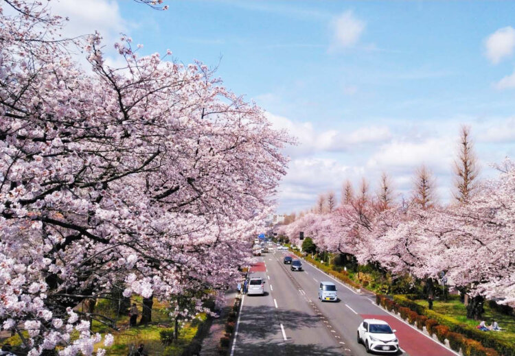 大学通り