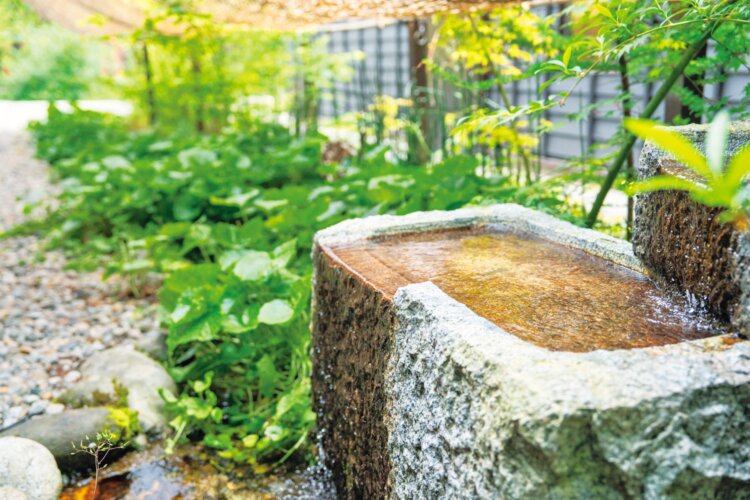 温泉棟の前から水が湧き、中庭へと小川が流れる。夏を迎えて繁茂するわさびの緑が美しい。