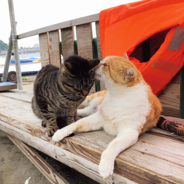 “親分”のキイロに優しく毛づくろいしてもらうコブン（写真提供＝長吉丸）。