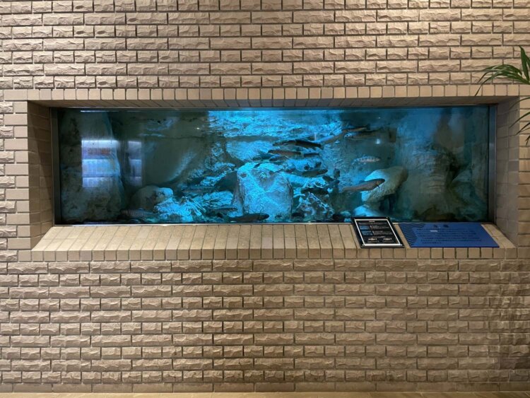 水槽が出迎えてくれる。
